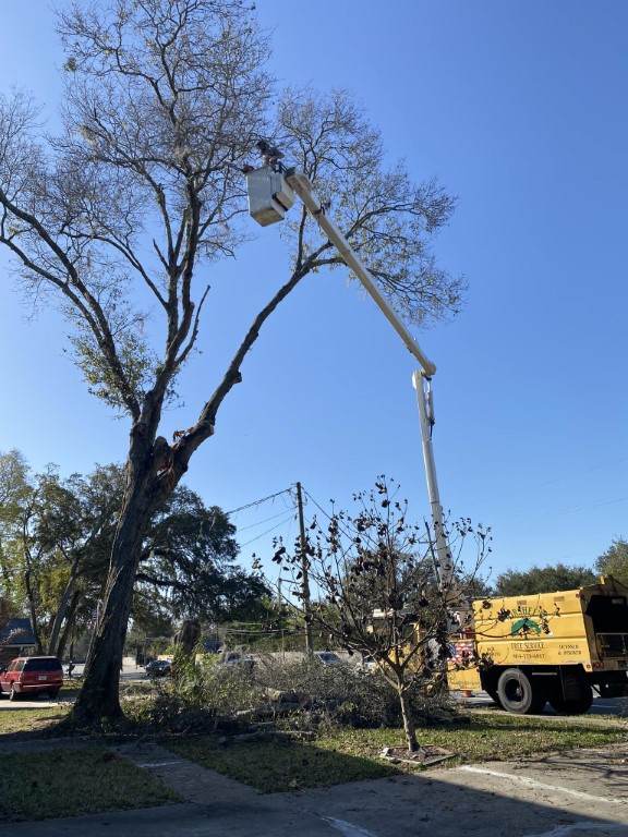 Large tree being trimmed by a technician in a boon lift.