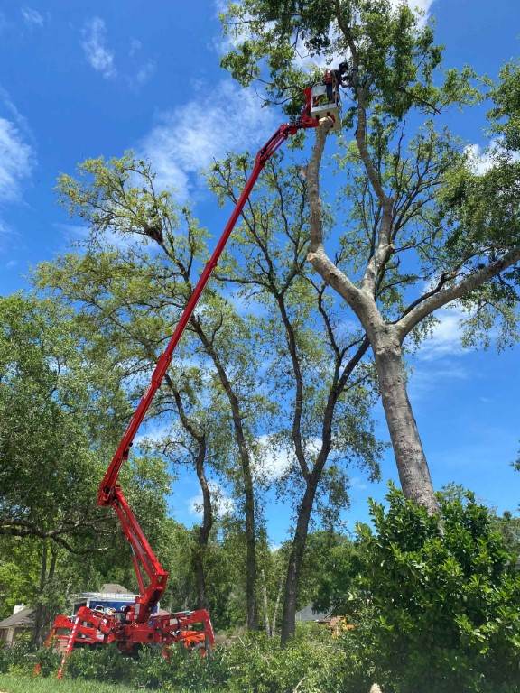 Forshee Tree Services using a high performance CMC 72HD+ Arbor Pro to cut a tree