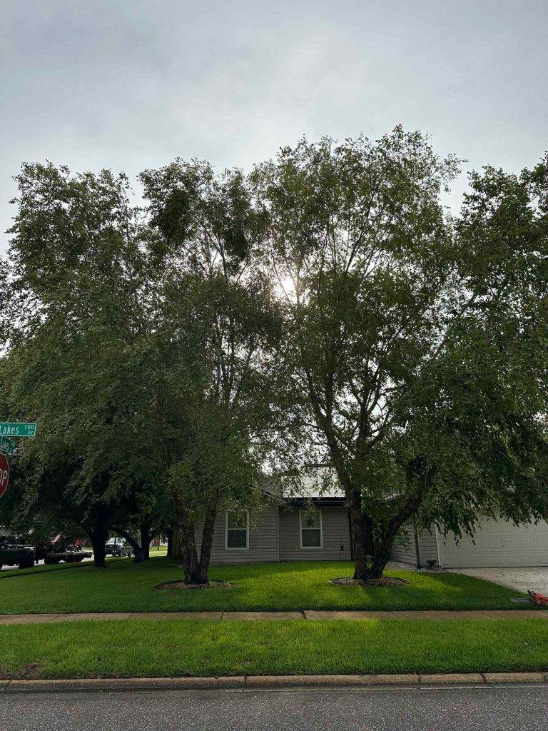 Before a Large Tree Trimming in Jacksonville Florida